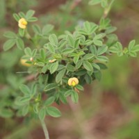 Stylosanthes fruticosa (Retz.) Alston